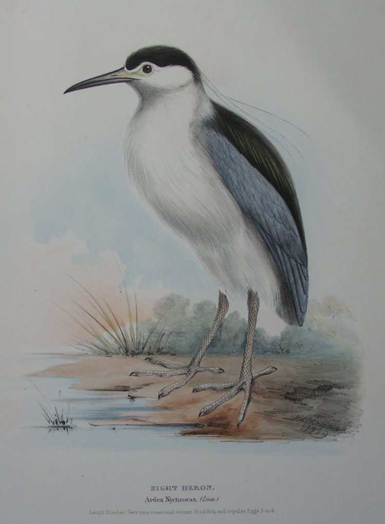 Lithograph - Night Heron. Ardea Nycticorax (Linn) - Meyer